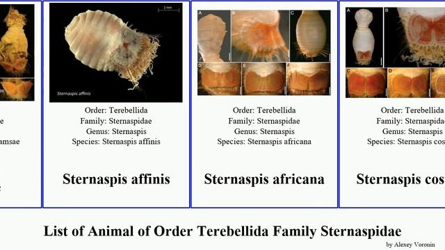 List of Animal of Order Terebellida Family Sternaspidae sternaspis caulleryaspis africana laevis