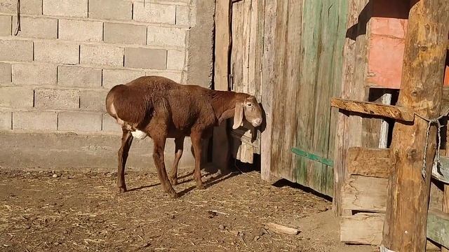 Кочкор по кличке доллар сынака (на оценку) 8 айлык.