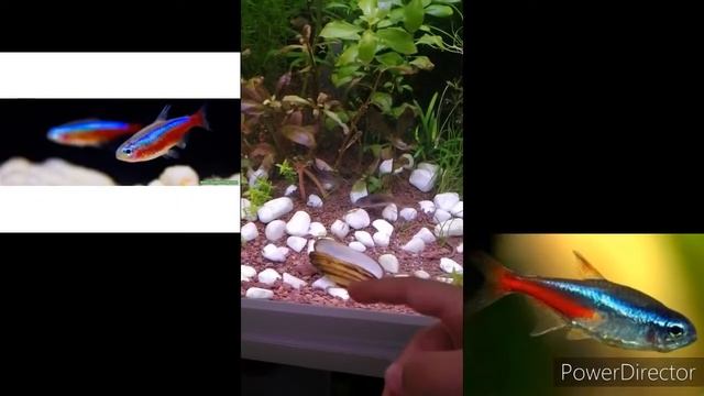 BiTKiLi AKVARYUM TANITIM BÖLÜM2 (RASBORA VE KARDINAL NEON)
