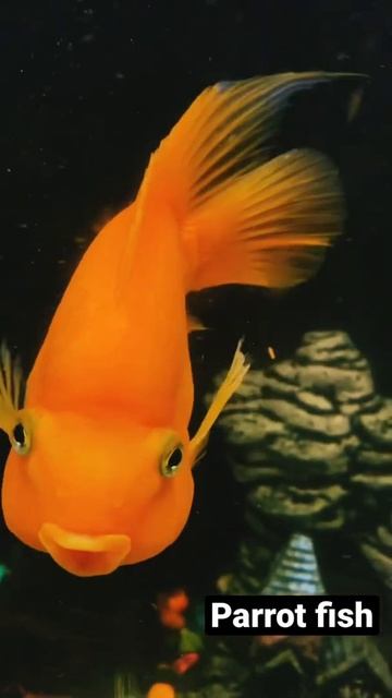 Red parrot fish #fish #fishtank #Aquriumupdatehindi