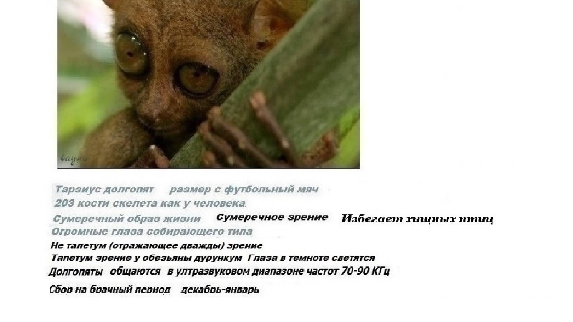 30_5  ПалеоАнтропология  шрапнельно-мозаичное изложение  Обезьянний тупик  Сирихта стагнация