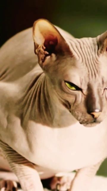 Sphynx Cat #shorts #trending #fyp