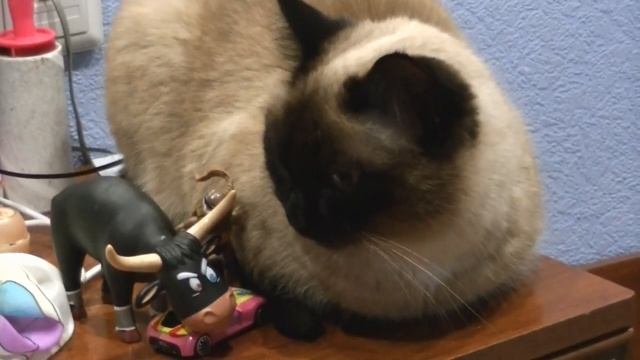 Барыня. (The Thai cat)