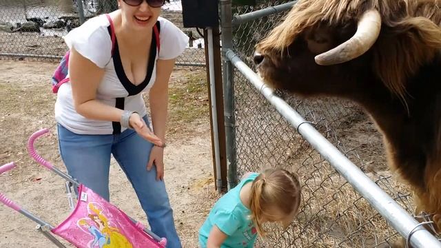 Dani feed the buffalo/cow
