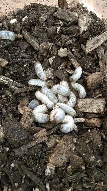 Larve di Cetonia scavano freneticamente nel cippato umido...@giardininaturali1988