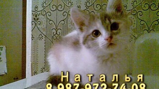 Потеряшки (11.02.2014)