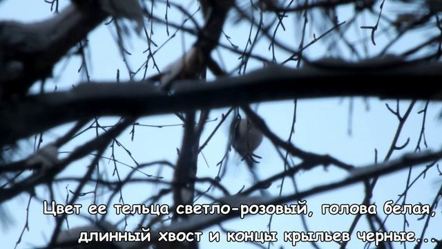 Что за птица ополовник\What kind of bird is a headrest