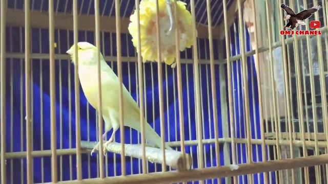 KIOS CV.RAJA FAUNA,FULL BURUNG GACOR,BLACKTHROAT,SANGER,REDSISKIN,TLEDEKAN ORI,KENARI RASMI,DLL