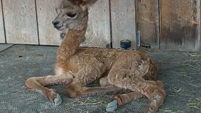 Sleeeepy Baby Alpaca