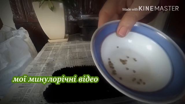 ВИРОЩУВАННЯ РОЗСАДИ / чому гине розсада.??!!