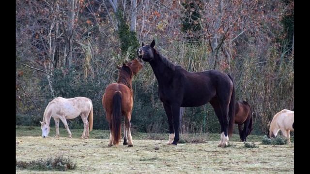 Learn what Equine Streptothricosis Rain Rot symptoms and treatment in horses information video
