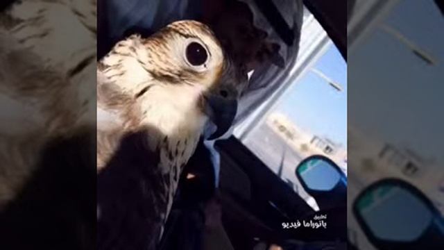 صور طيور٢