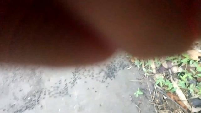 Муравьи идут