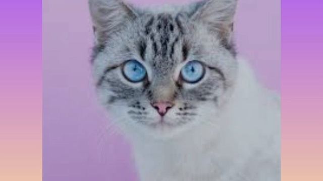 какие же котики всё-таки милые🥰🥰
