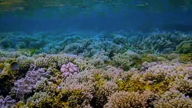 Snorkeling north of Black Marlin resort, Togian Islands, Indonesia 2014