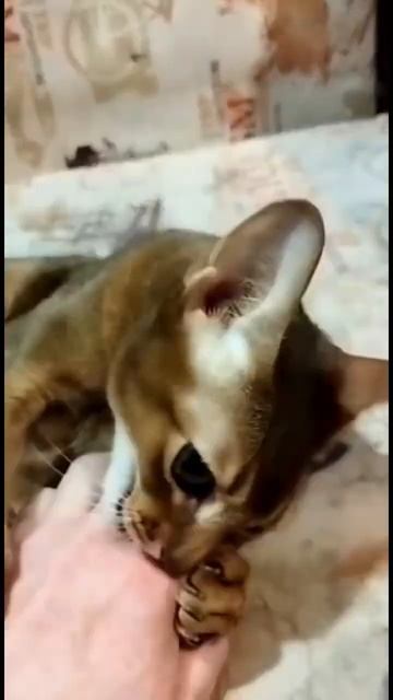 Китти-пума #абиссинский#abyssiniancat#котики#котик#kitty#абиссинскаякошка