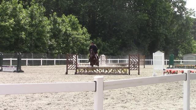 Harwich Attila 2009 Lippitt Morgan Stallion