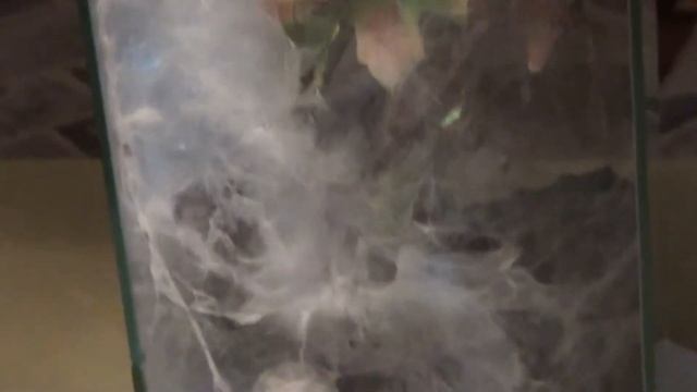 Odebranie kokonu od Psalmopoeus pulcher (film 1/3)
