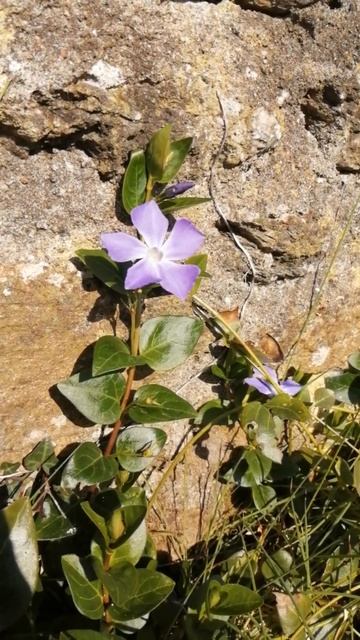 Grande pervenche (Vinca major). La Grée Penvins (Morbihan).