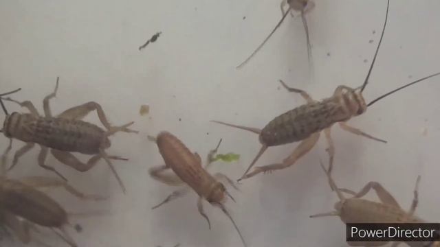 КАК Да РАЗМНОЖАВАТЕ:Acheta domesticus (Домашния щурец)- Жизнен цикъл & Информация (ВИДЕО 2)