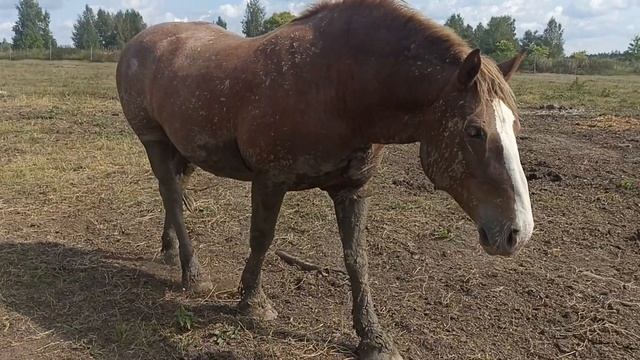 переводим лошадей на другое поле, они рады