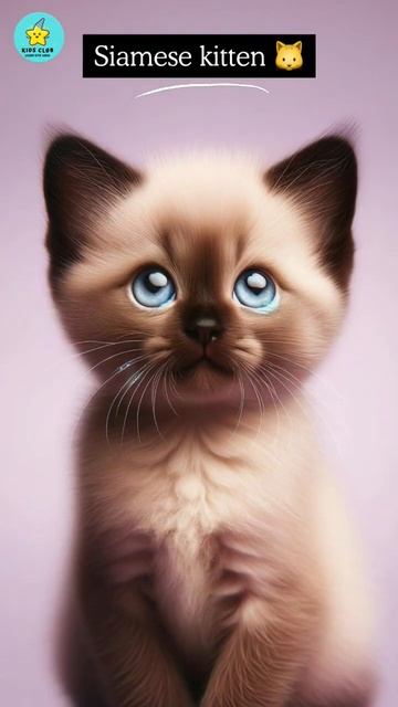 Top 10 Cat Breeds: From Brumilla to Manx Kittens Explored