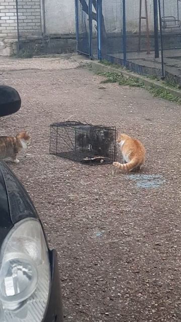 отлов бездомных кошек