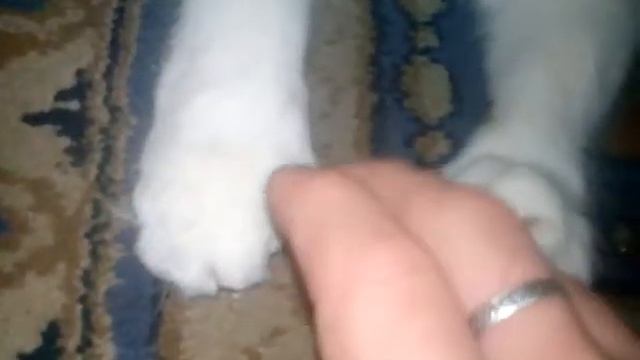Недотрога