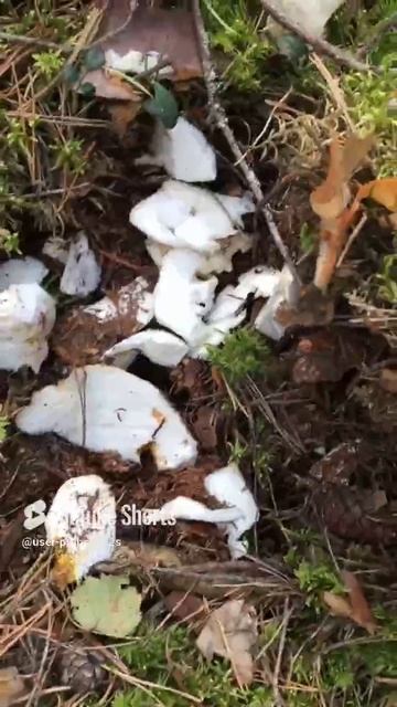 Целая полянка была#There was a whole clearing #sorts #лес #forest