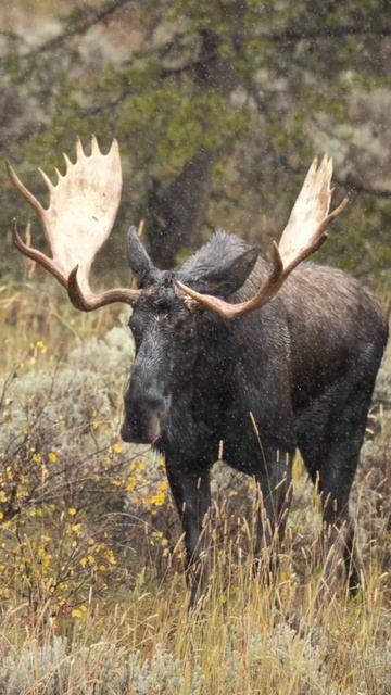 The most important part of your camera gear 📷 #wildlifephotography #naturephotography #wildlife