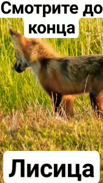 Лисица#animals#животные