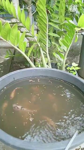 Cara Kasih Pakan Di Budidaya Nila Dalam Ember