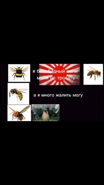 шмель,оса,шершень и пчела #мем #mem #memes #лол #lol