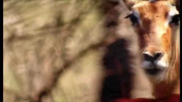 Walking with Cavemen [2003] - Impala Screen Time