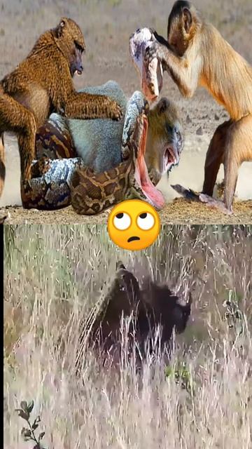 Tigers and Snake 🐍🐍 friend/Short 🔥