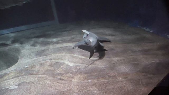 レモンザメ　Sicklefin lemon shark　Negaprion acutidens