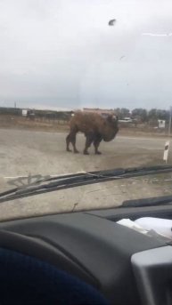 Верблюды в д.Погорелка Красноярский к-й,местный фермер безответственно относится к своим животным!!