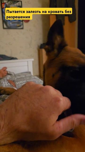 Прайм пытается залезть на кровать без разрешения). #малинуа #malinois ##Prime