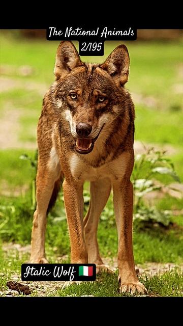 National Animal: Italy 🇮🇹 #music #rap #country  #wildlife #italy #ias #shorts @warnermusicitalia