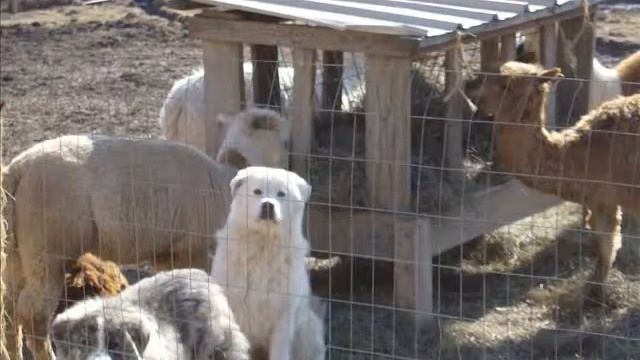Mills hill alpaca video 0001