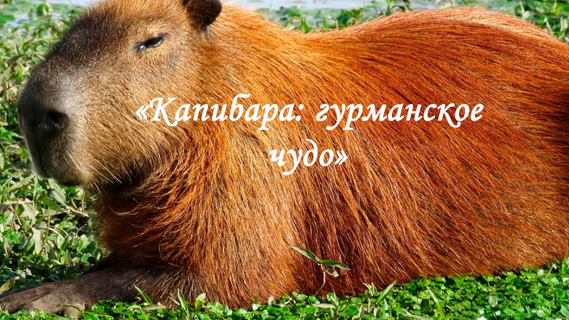 «Капибара - гурманское чудо»