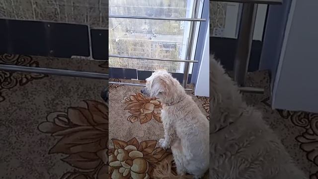 Пуховка на балконе ведёт наблюдение!))Любимое место отдыха!