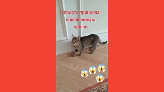 смешные видео про кошек funny cat videos