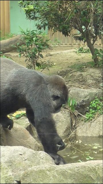 Adorable mom gorilla 🥰🥰🥰 Animal video 2024 #Shorts