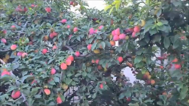 СУПЕР ВКУСНАЯ СЛИВА РЕНКЛОД