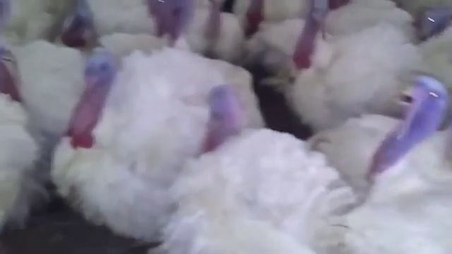 Ну индюки дают