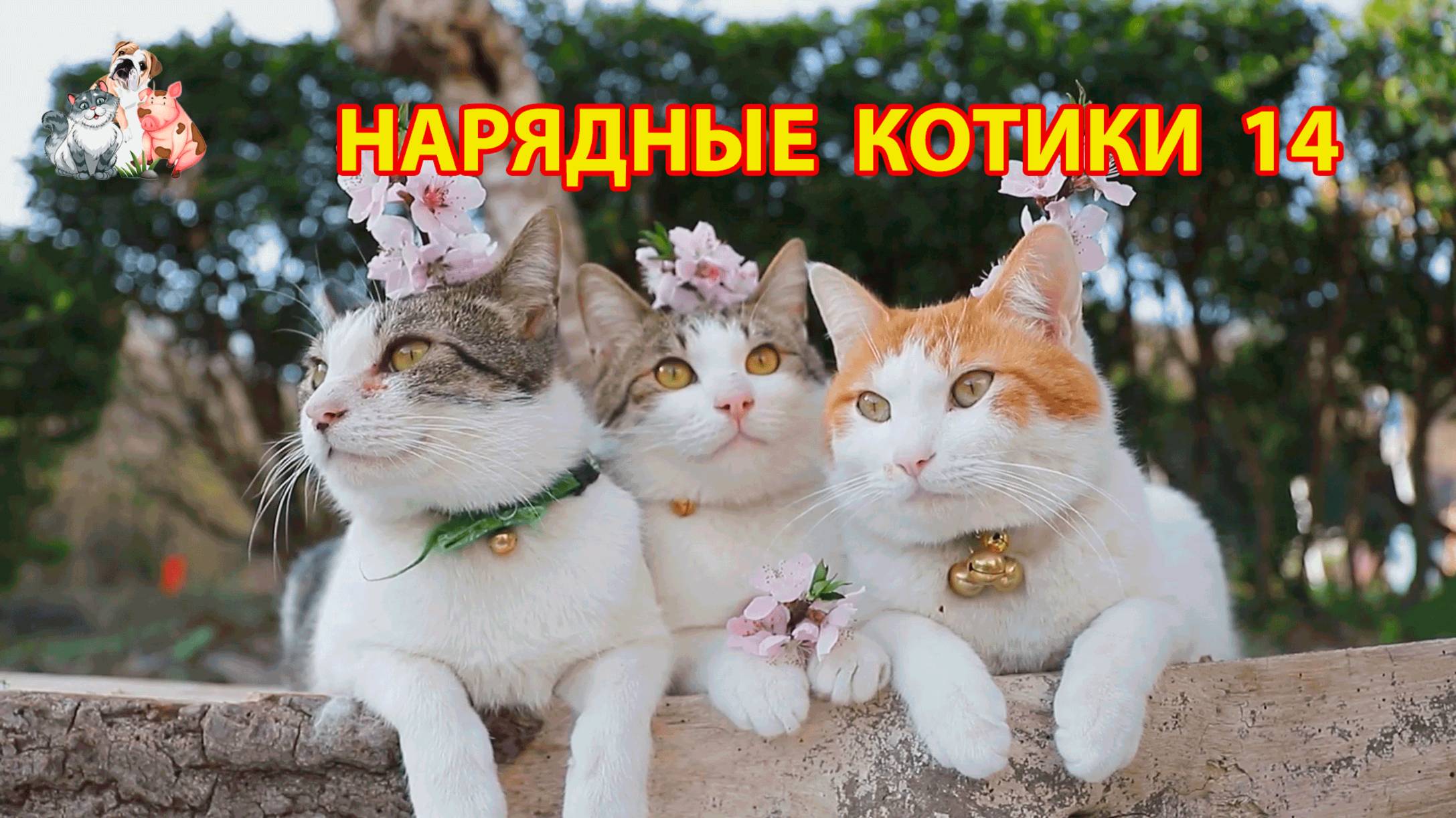 Нарядные Котики расслабляются на солнышке 🌞 🐈🐈⬛🐈 (14)