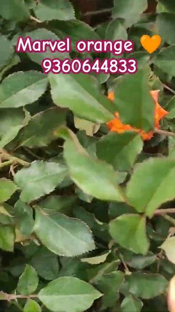 Marvel orange 🧡 rose plants for sales now#onlineshop #liveplants#doordelivery#tamil#english#trendy