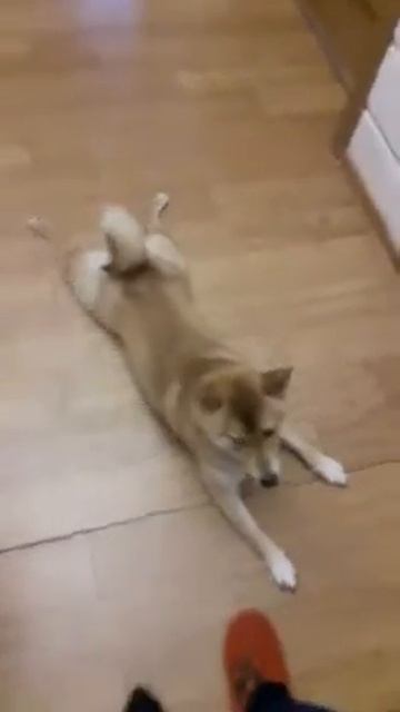 Шиба ину не хочет гулять