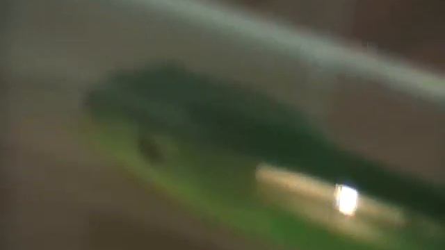 east african green mamba (dendroaspis angusticeps)